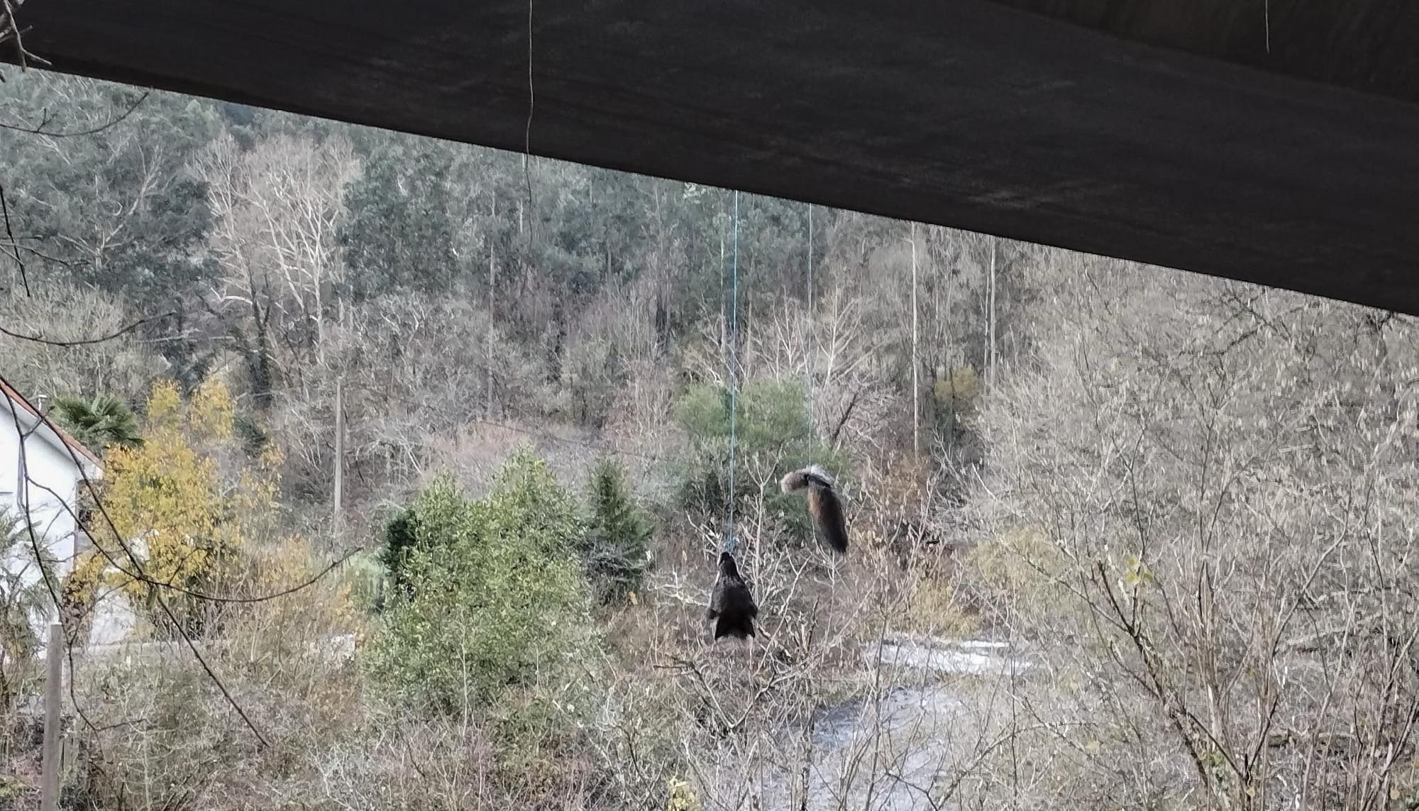 Lobo decapitado Asturias